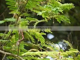 Shikakai Oil photo-3