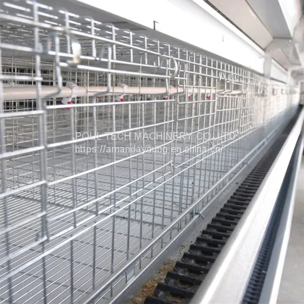 Djibouti Poultry Farm Battery Broiler Cage & Meat Chicken Cage & Chicken Coop in Chicken Shed photo-5