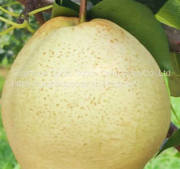 Fresh Fruit Pears/Ya Pear/Fragrant Pear/Crown Pear/Qiuyue Pear/Golden Pear photo-3