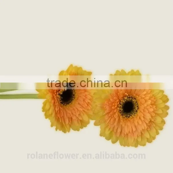 Export High Quality Foam Gerbera Flower Gerbera Flower Seeds With 70-80cm Long From Yunnan, China photo-5