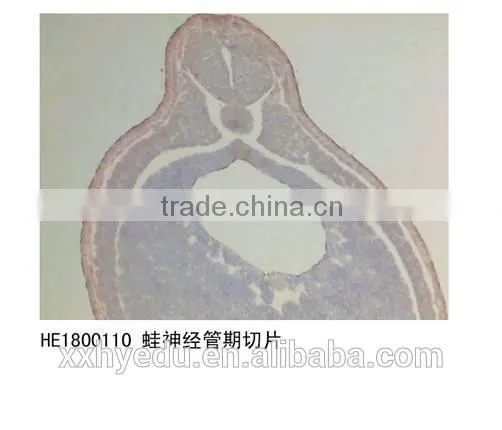 Amphiuma Microscope Prepared Slides Frog Tissue and Organ Slides Tadpole Prepared Slides photo-4