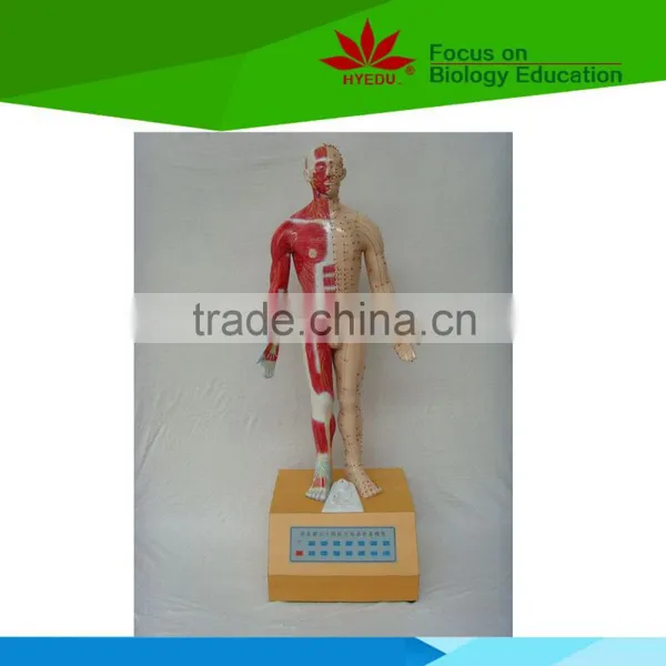 Direct Factory Fourteen Acupoint Acupuncture Electric Model