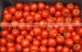 TOMATO RED
