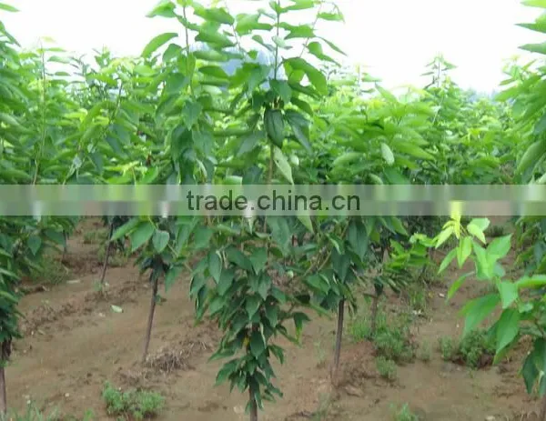 Sweet Fresh Cherry Seedling photo-5