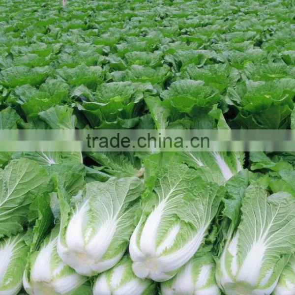Early Maturity High Yield Disease Resistant Chinese Cabbage Seeds Power F1