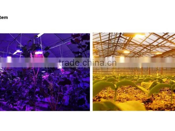 BaoLiDa pc Shed Greenhouse Hot-dip Galvanized Steel Pipe Structure for Roses photo-3