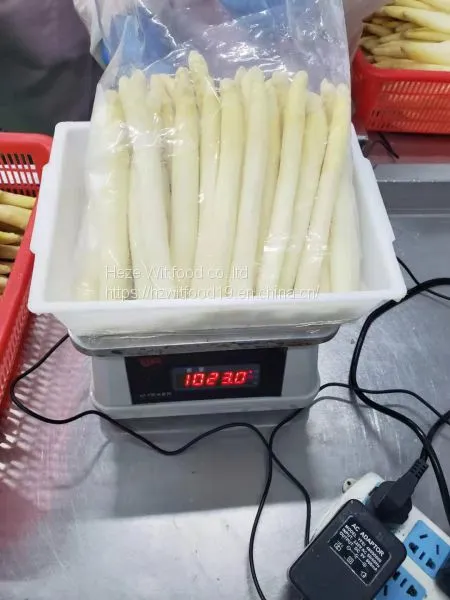 IQF White Asparagus Spears L Grade Washing ,peeled ,blanching photo-4