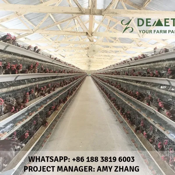 chicken cage automatic system for sale in Ghana, good quality material chicken cages