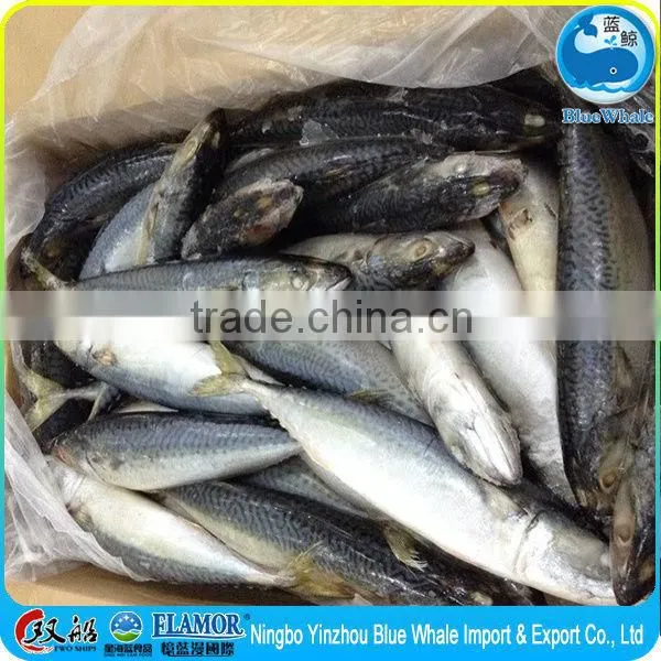 Net Weight Mackerel Fish 100% 15kg 10kg Mackerel photo-4