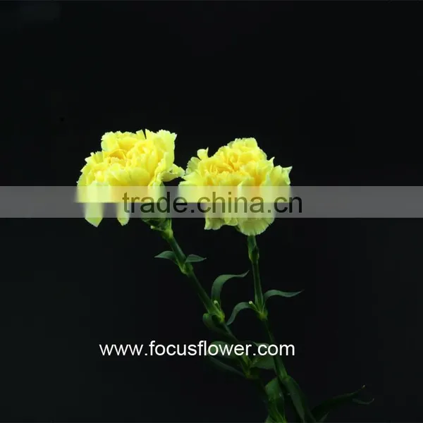 Wholesale Cheap Colorful Carnation Flower Import From China Yellow Fresh Carnation Flower photo-4