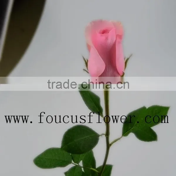 Single Stem Garden Direct Sale Fresh Nirvana From Yunnan photo-5