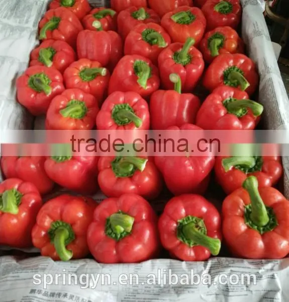 Orange Red Capsicum Yellow Capsicum photo-2