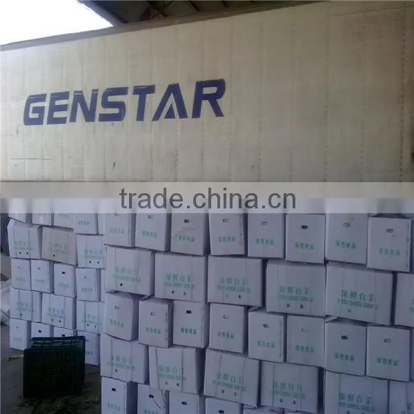 Mooli White Raddish Exporter photo-5