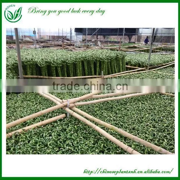 Lucky Bamboo photo-4