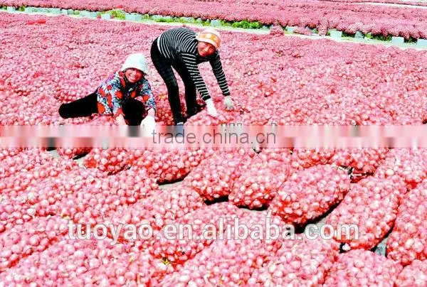 Harvester Manufacturer Groungnut/ Garlic Harvesting Machinery (SMS:0086-15981860197) photo-5