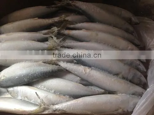 Frozen W/R Pacific Mackerel Good-quality Seafood photo-2