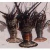 Indonesia Fresh Or Salt Water Lobster