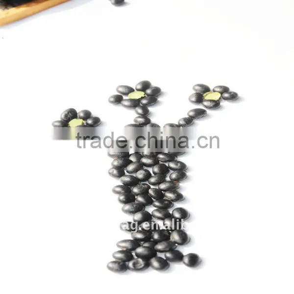 organic soybeans with green kernel