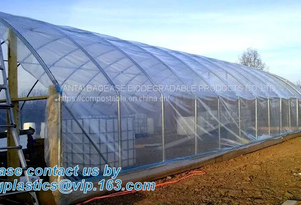 Plastic Film Agriculture Greenhouse,6 Mil Poly Anti-uv Plastic Greenhouse Film,Anti-fog UV Resistant,mushroom,TOMATO PAC photo-2