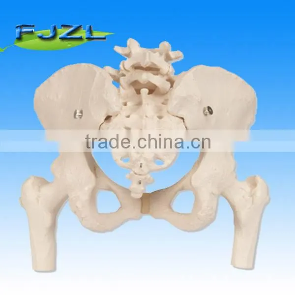 2015 Medical Human Pelvis Lumbar Spine and Femoral Head photo-2