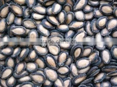 Melon Seeds
