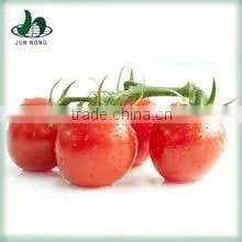 Competitive Price Delicious Fresh Canned Cherry Tomatoes