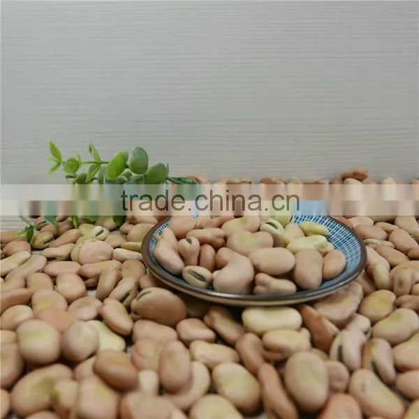 Broad Bean 2016 Crop Oil Bean High Quality photo-3