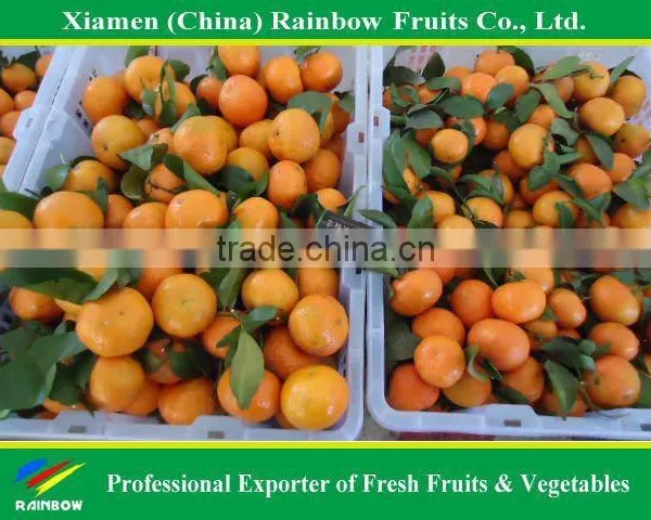 Shatang Mandarin photo-6