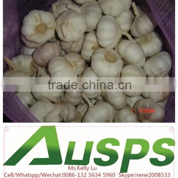 China Wholesale Fresh White Garlic photo-3