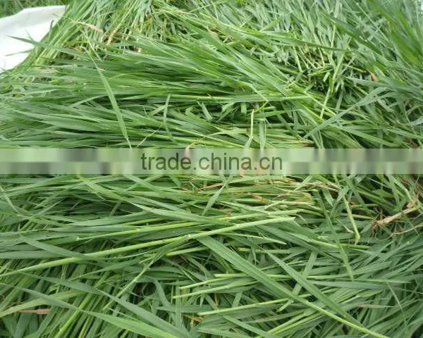 2016 Organic Young Barley Grass Powder photo-2