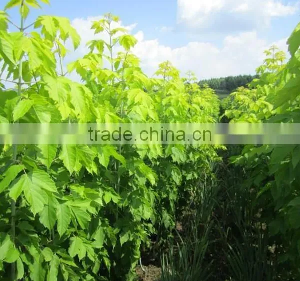 Sugar Maple Seedling photo-3