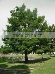 Best Exporter of Natural & Pure Cypress Essential Oil photo-2