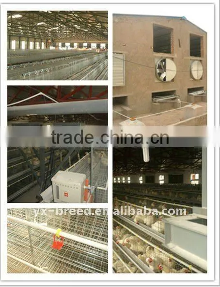sheds for poultry farm in automatic operation