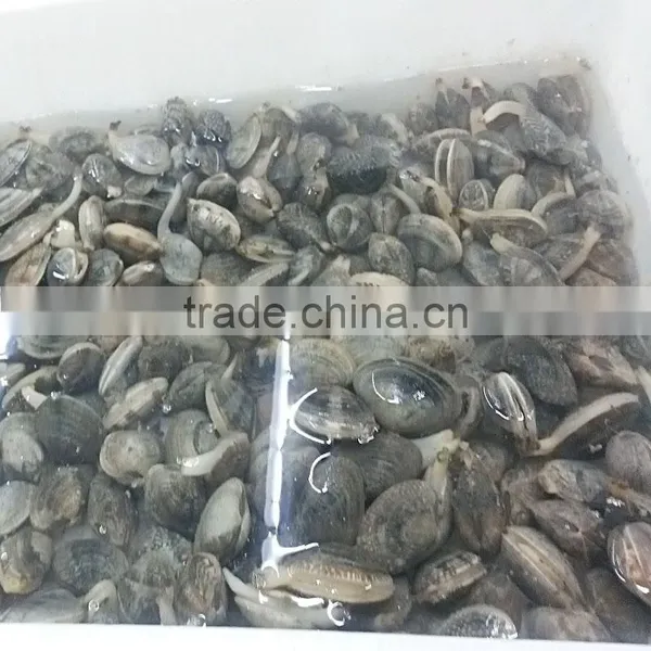 Frozen Short Necked Clam Size 41-50 photo-2