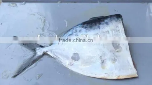 Salable Moonfish HG Mene Maculata