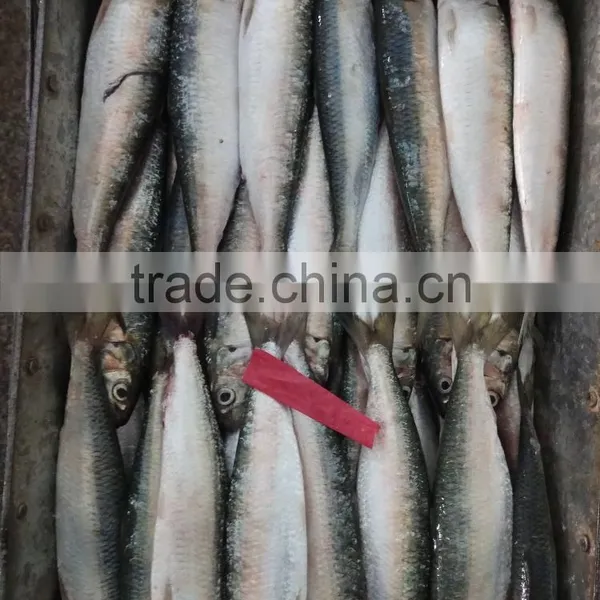 Low Price Canned Fish Sardine Frozen Sardine for Canning Good-quality photo-3