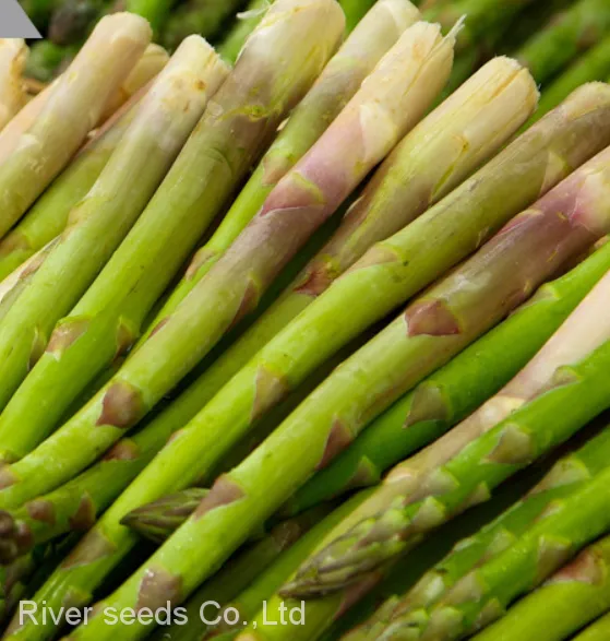 80pcs Asparagus Seeds Vegetable Garden Asparagus Sparrow Grass Asparagus Officinalis Seeds for Planting photo-3