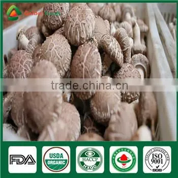 China Supplier Market Price Shitake Mushroom Spawn Bag Log Mycelium Growing Kit photo-2