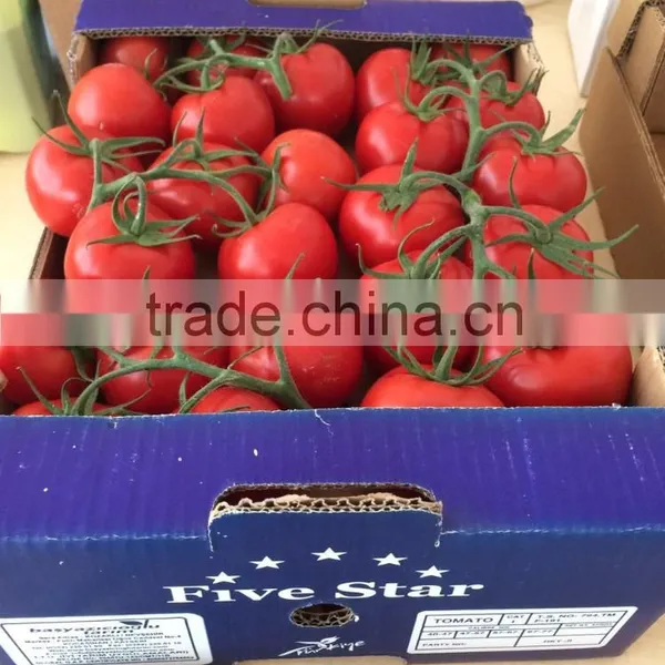 Red Tomato photo-2