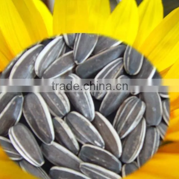 Wholesale Sunflower Seeds 5009 for Human Consumption
