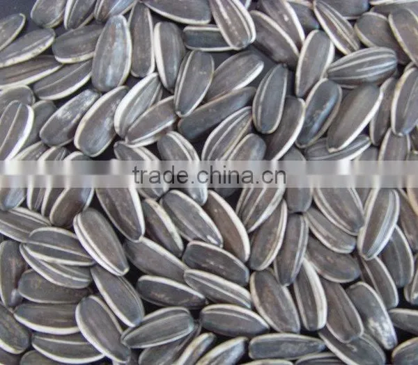 Wholesale Sunflower Seeds 5009 for Human Consumption photo-6