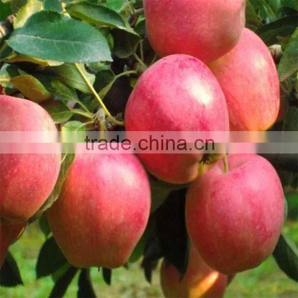 Red Delicious Fresh Qinguan Apple photo-5