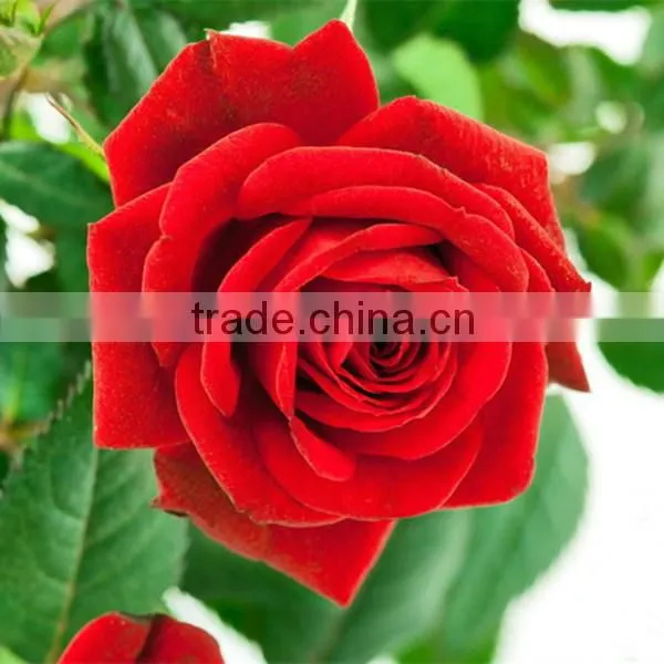 Wholesale Fresh Cut Rose Flowers Roses for Valentine's Day photo-5