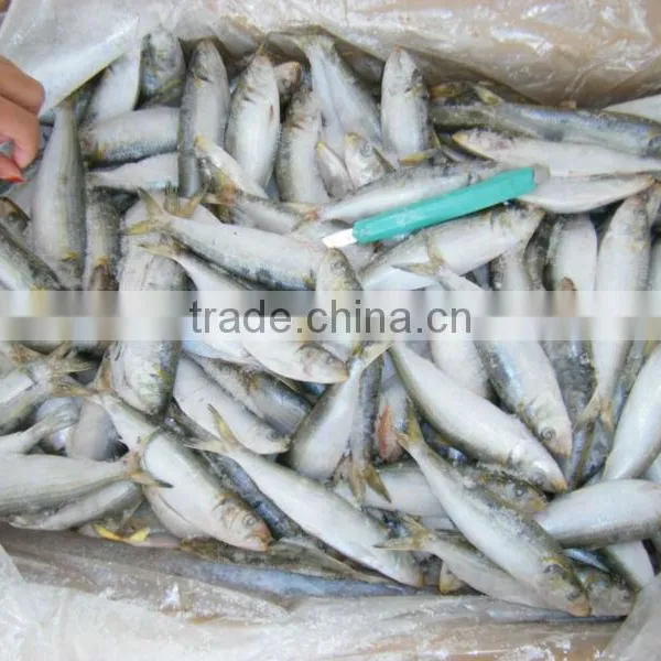 Vietnam Surimi of Sardine photo-2