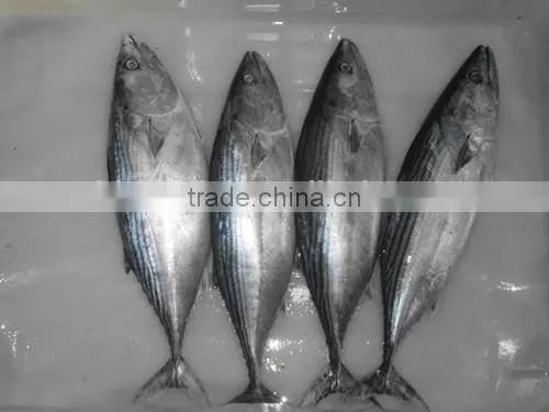 Bonito Tuna (Auxis Tapeionsoma) photo-5