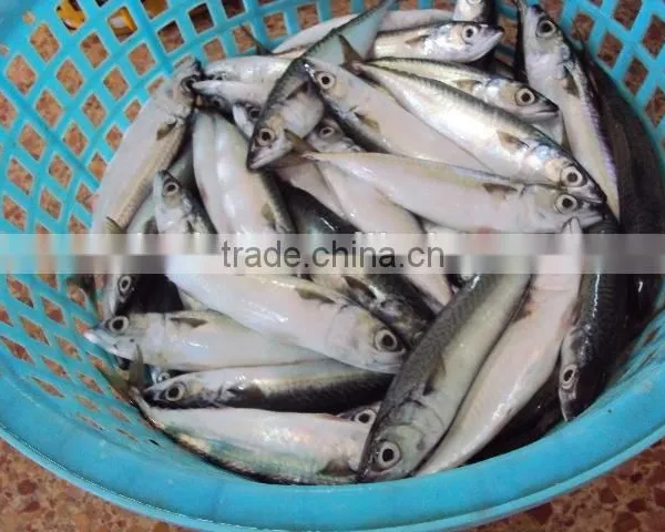 Frozen Mackerel Fish Good Quality photo-2