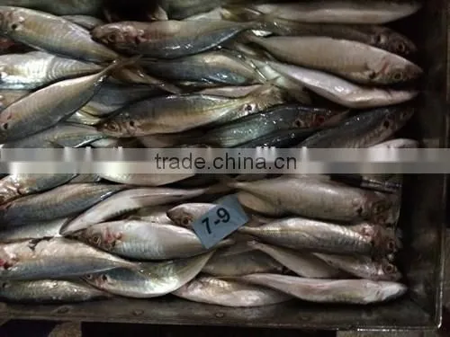 Horse Mackerel Supplier From China With Size 70 -90 g / Pcs photo-6