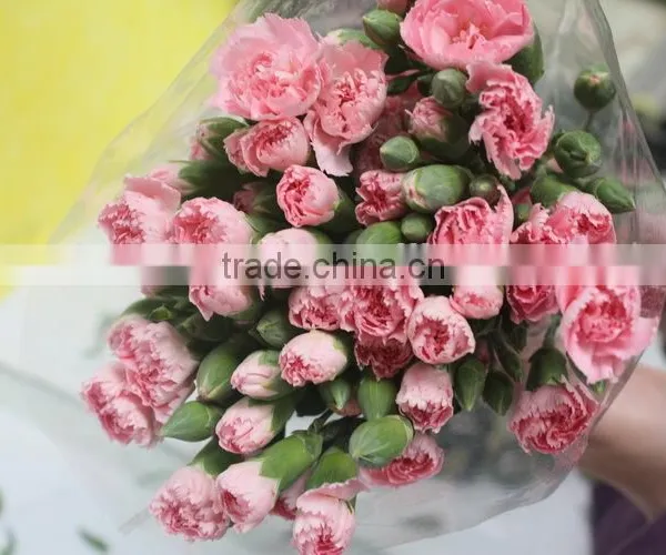 Reasonable Price Top Sell Carnation of Fresh Flower for Decoration photo-3