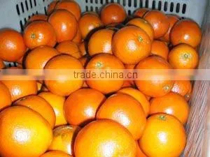 Navel Orange