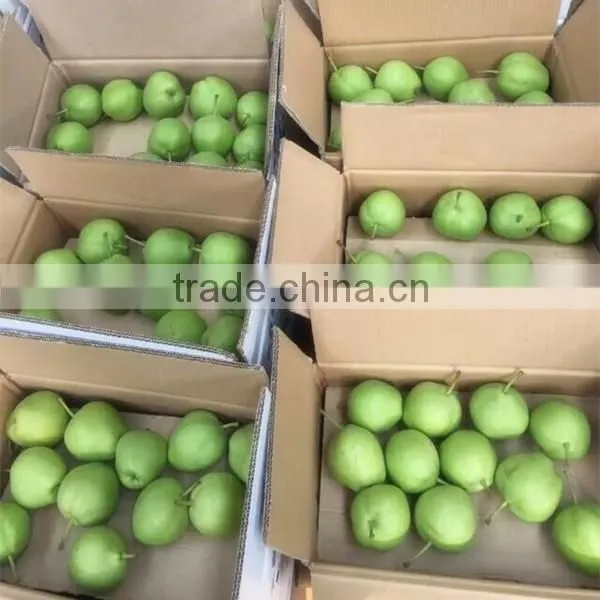 2015 New Crop Fresh su Pear With Good Quality White Pears Fresh Juicy Pears photo-2